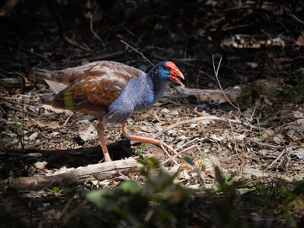 Kwirlam by Paul Amyes on 500px.com