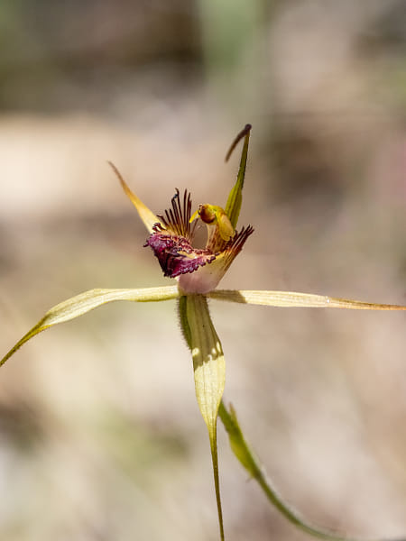 Clubbed Spider Orchid by Paul Amyes on 500px.com