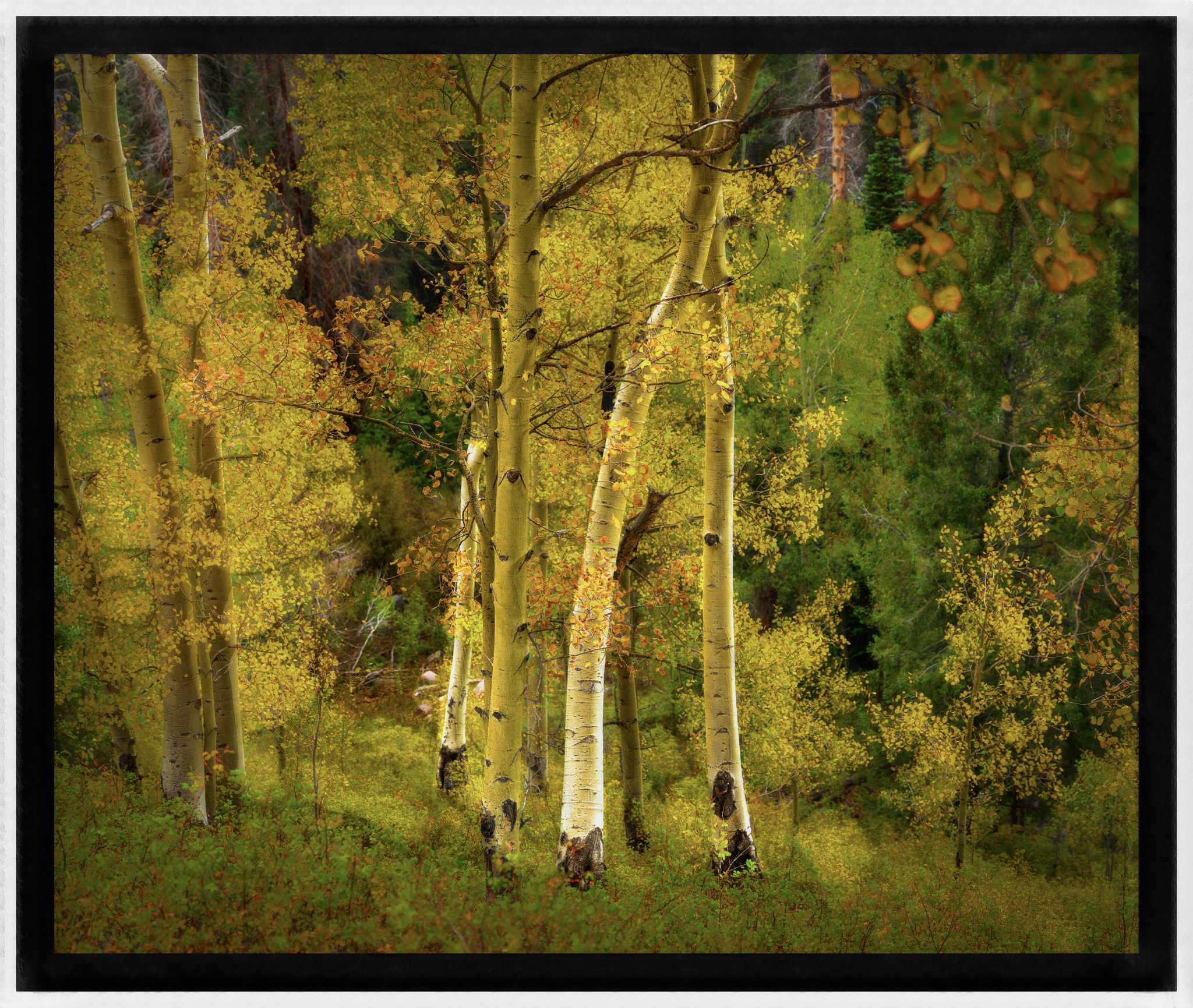 Crusing In Woods 54 - 4a70dn9