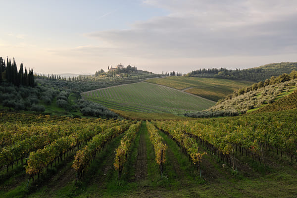 Chianti Vineyards  by Giulio Donati on 500px.com