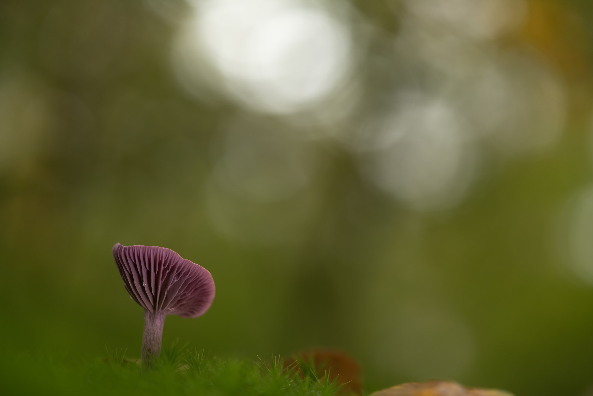 Laccaria amethystina