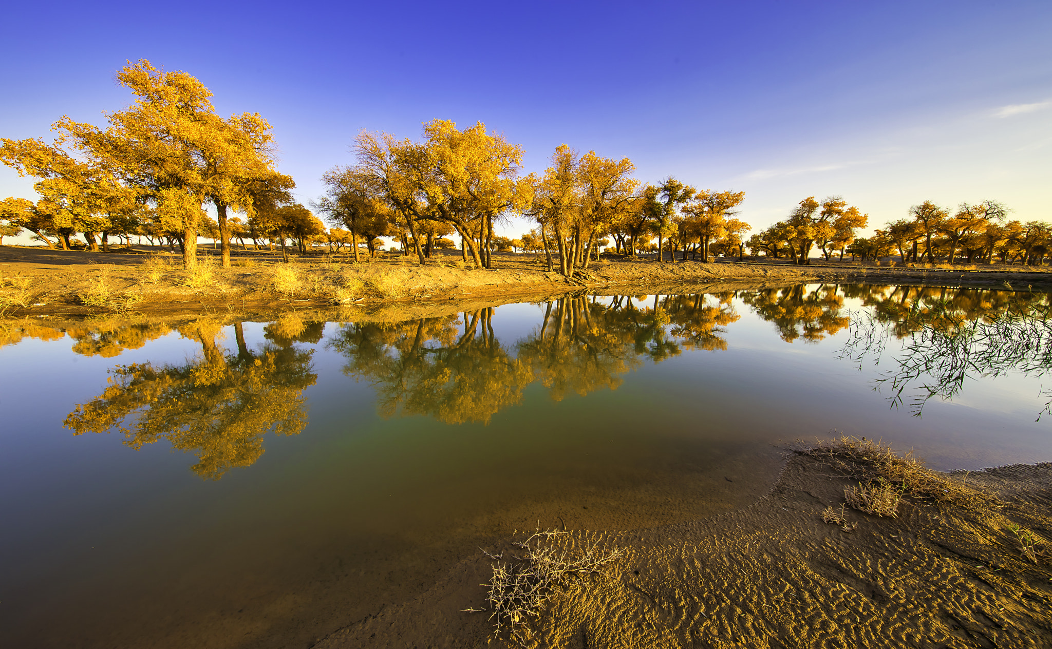 China, Inner Mongolia, Badain Jaran Desert, Ejin Banner, Desert Poplar Forest, Fall Colors, 6U8A3062