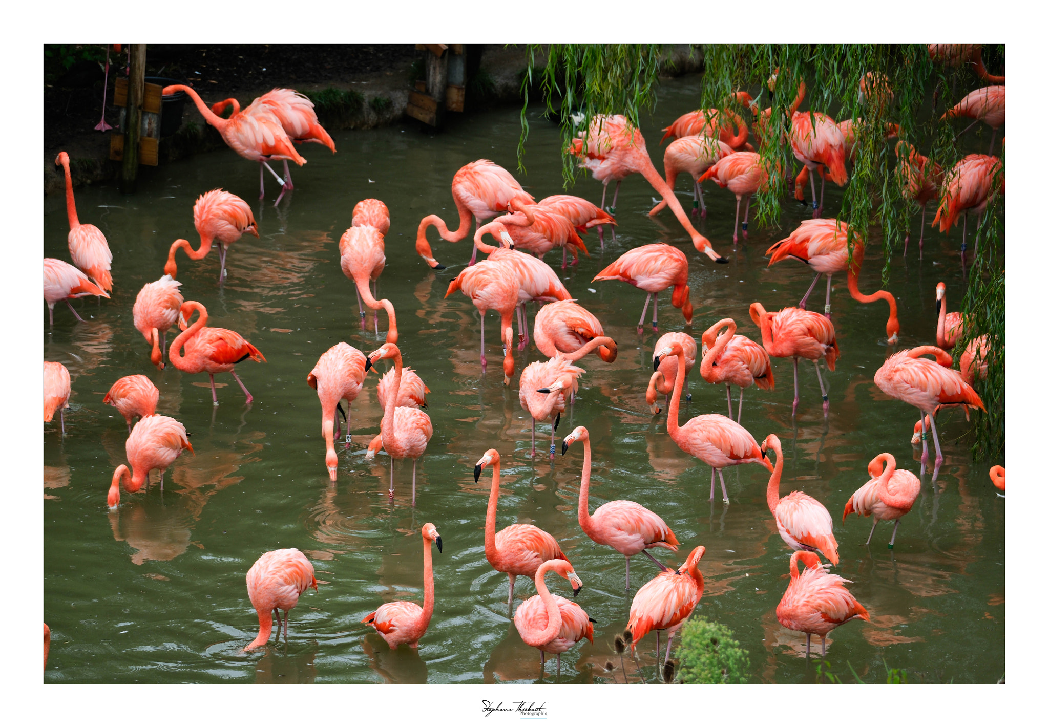 La danse des flamants