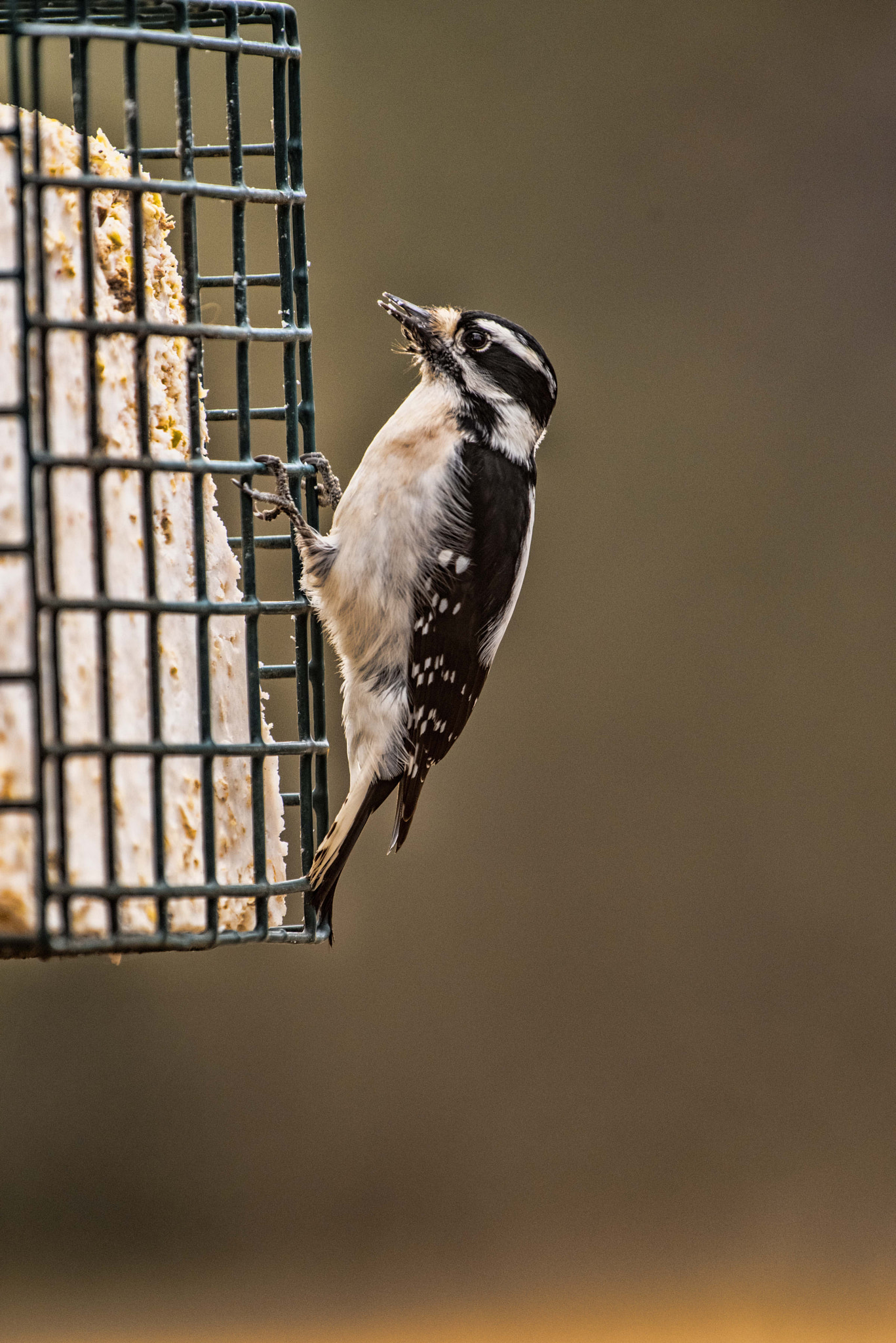 v2?sig=b850e20ed5c1ecf0f477c8c35e165db815f8b395a7ba0ca95cacf64b508dfe60