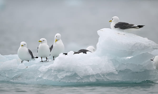 Kittiwake 79 by Elmar Weiss on 500px.com