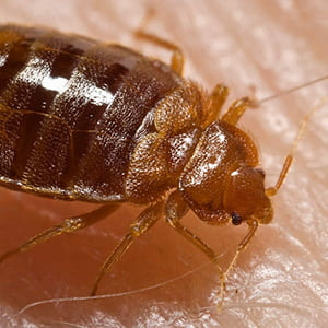 exterminator service