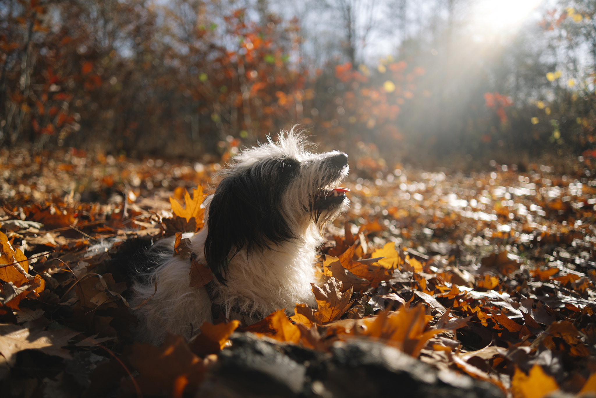 Close-up of dog on field during autumn