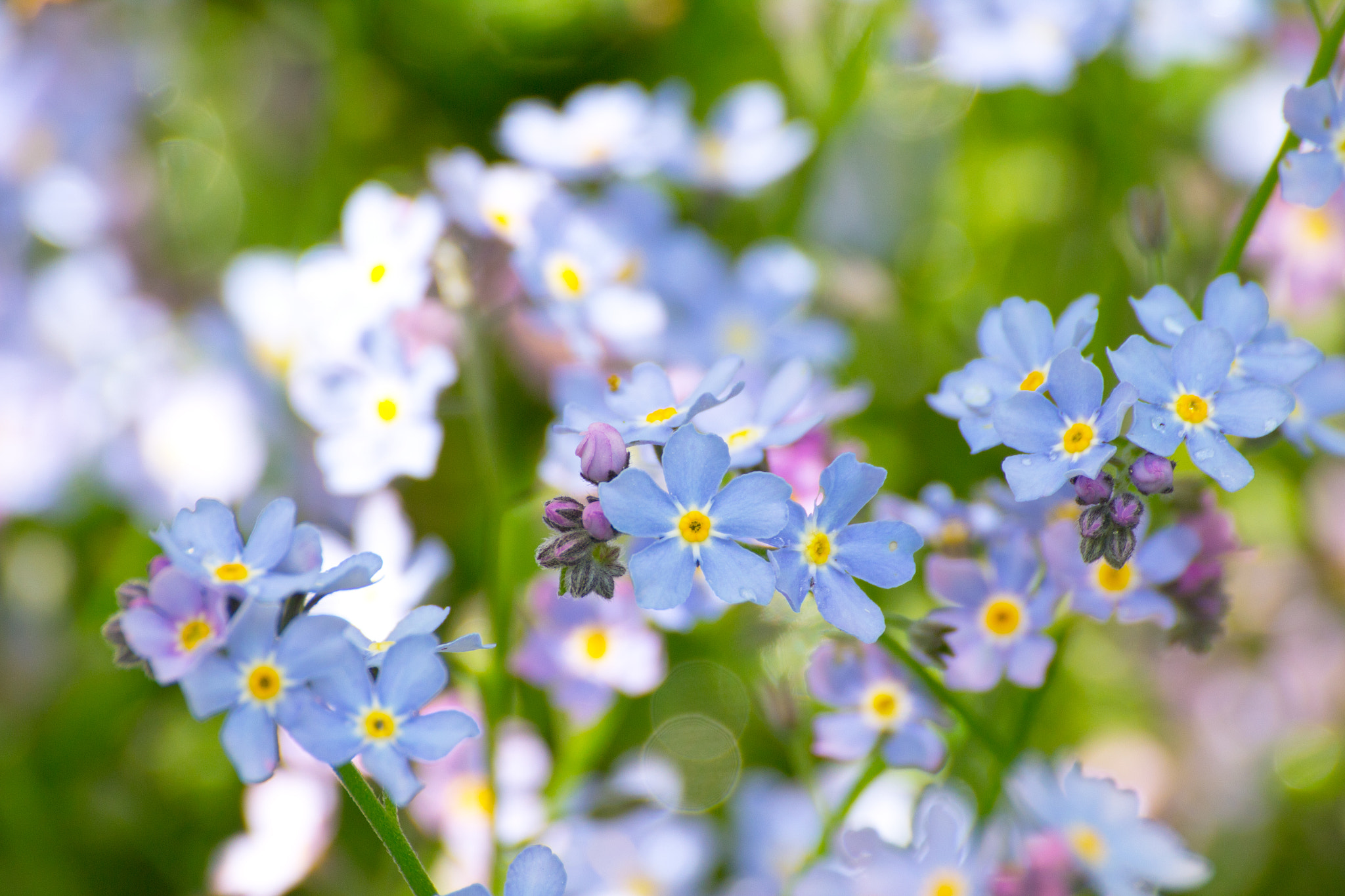 Blooms