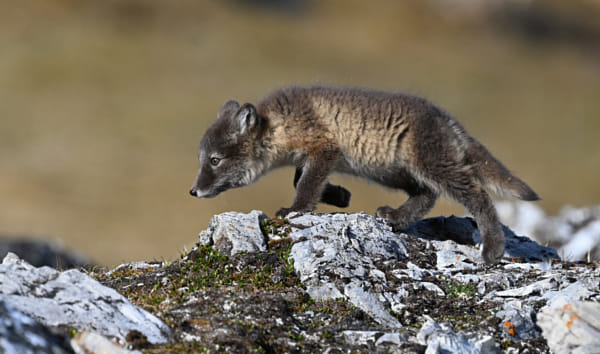 Arctic Fox 51 by Elmar Weiss on 500px.com