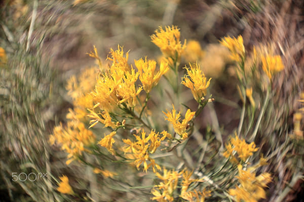 Rabbitbrush Swirl by gT Comer on 500px.com