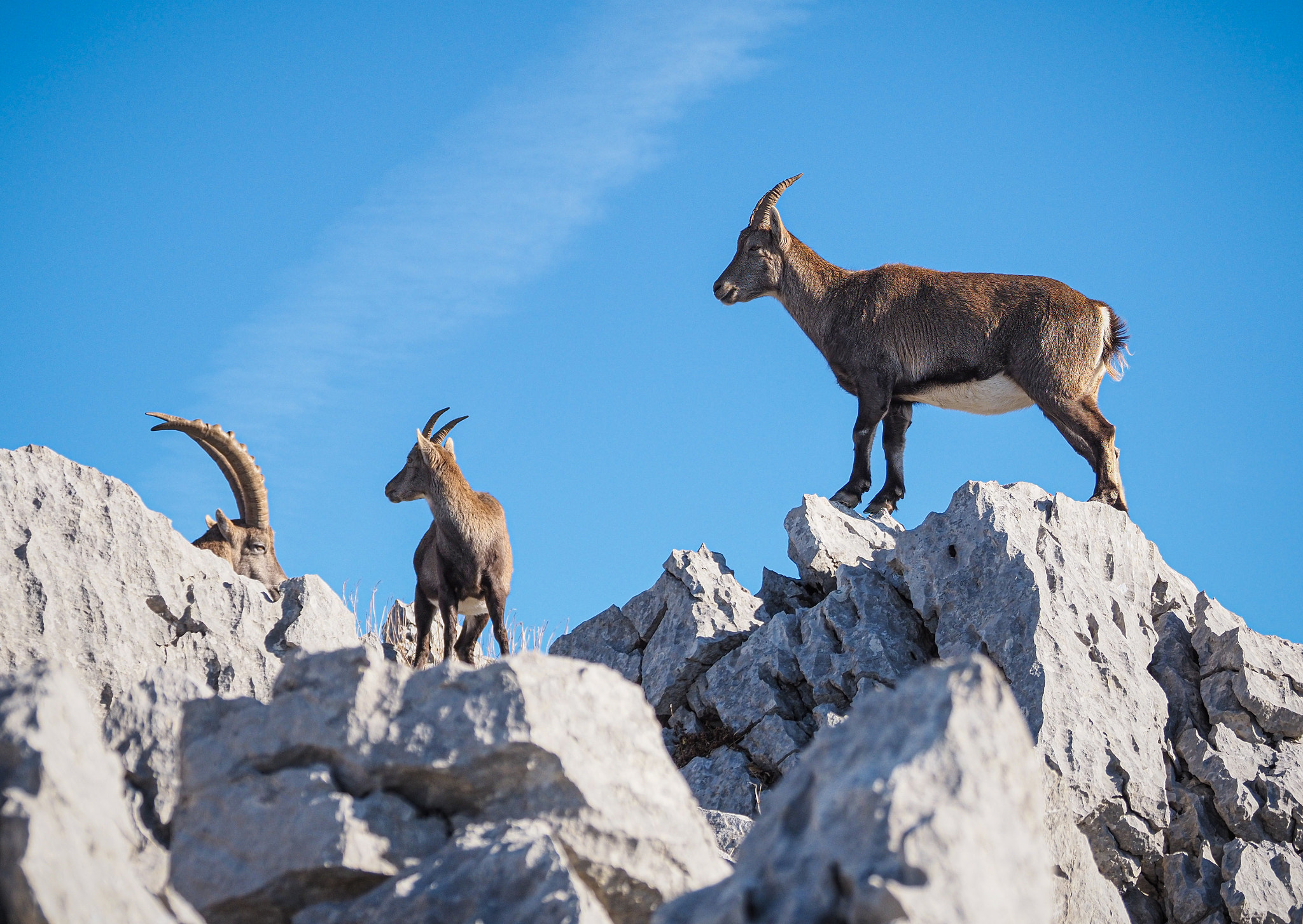 Chamois’s Rock Climbing