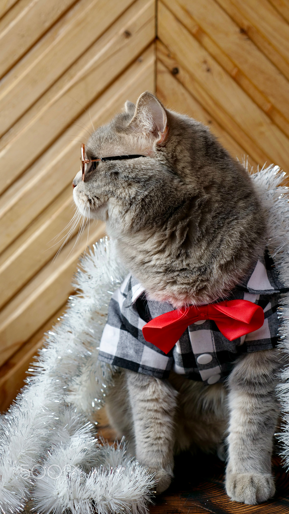 Scottish straight cat celebrate new year 2025