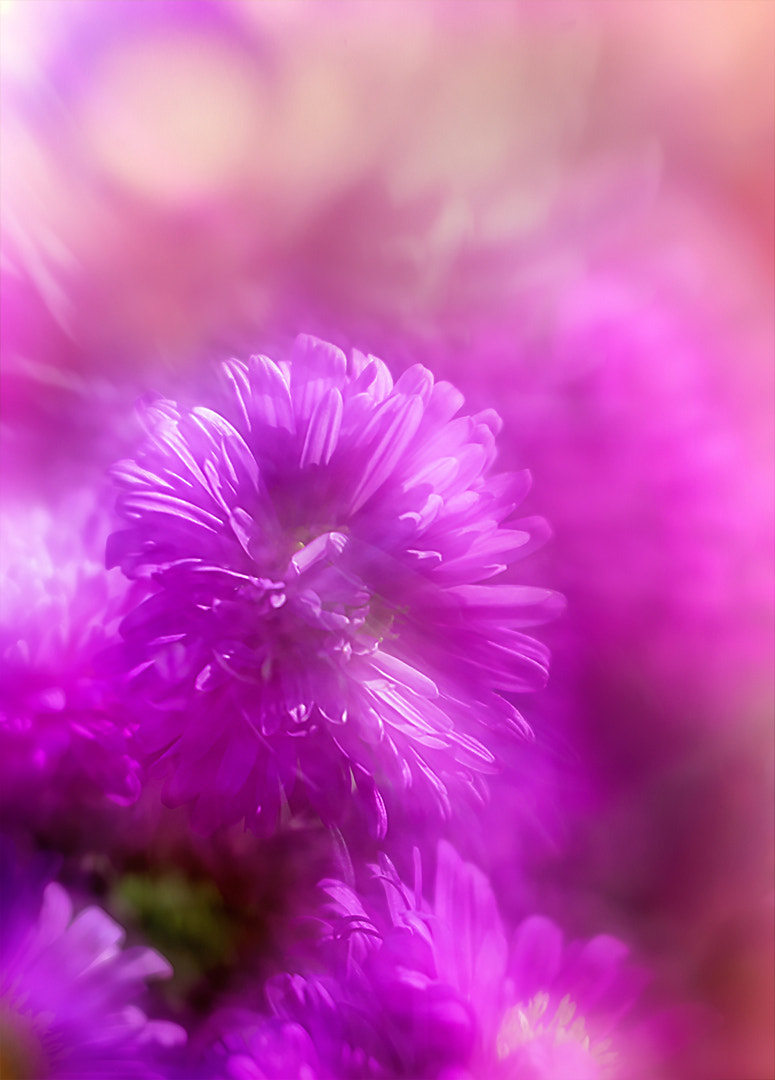 in den traumwelten der blumen eintauchen ...