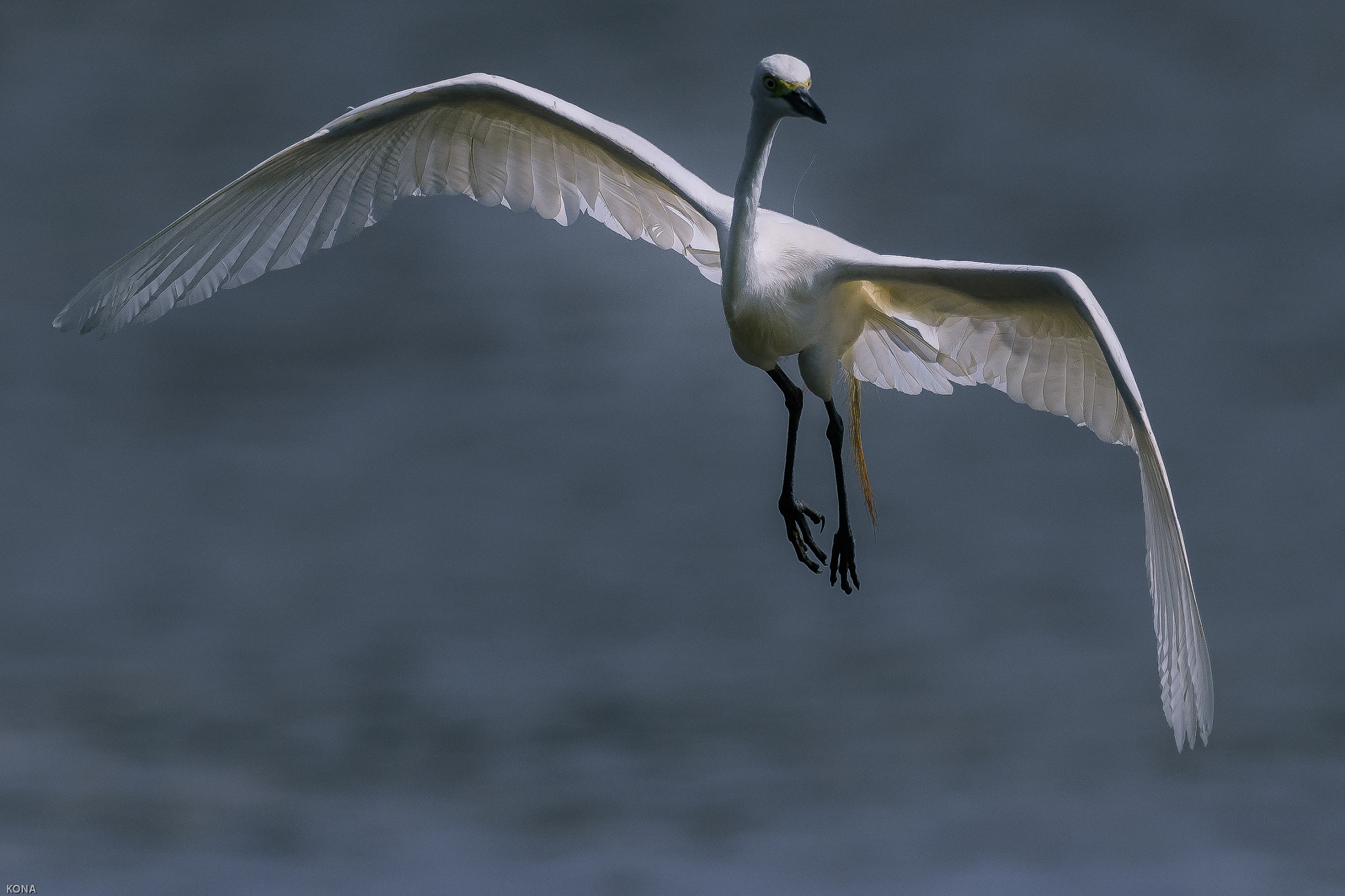 Nikon AF-S Nikkor 400mm F2.8G ED VR II sample photo. Sagi photography