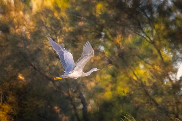 Wayan by Paul Amyes on 500px.com