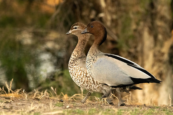 Marangana by Paul Amyes on 500px.com