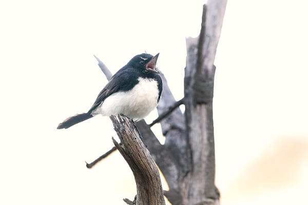 Djidi-djidi by Paul Amyes on 500px.com