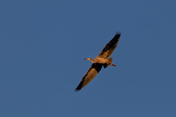 Wayan by Paul Amyes on 500px.com