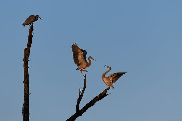 Wayan by Paul Amyes on 500px.com