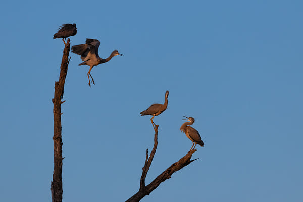 Wayan by Paul Amyes on 500px.com