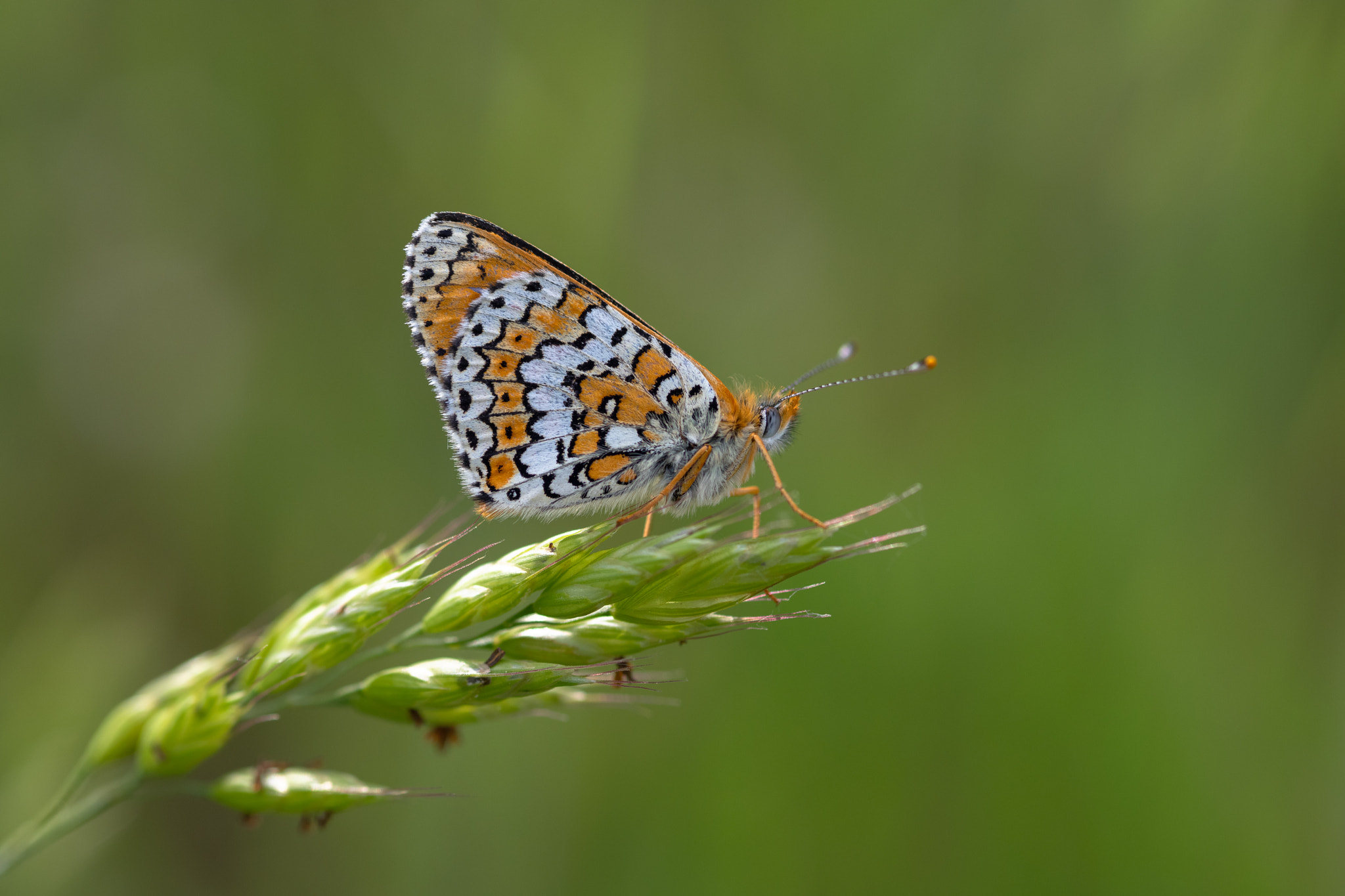 v2?sig=48bc1cd4b64be99391df306415de059597eed2501782a68dadda0b81512ccbc1