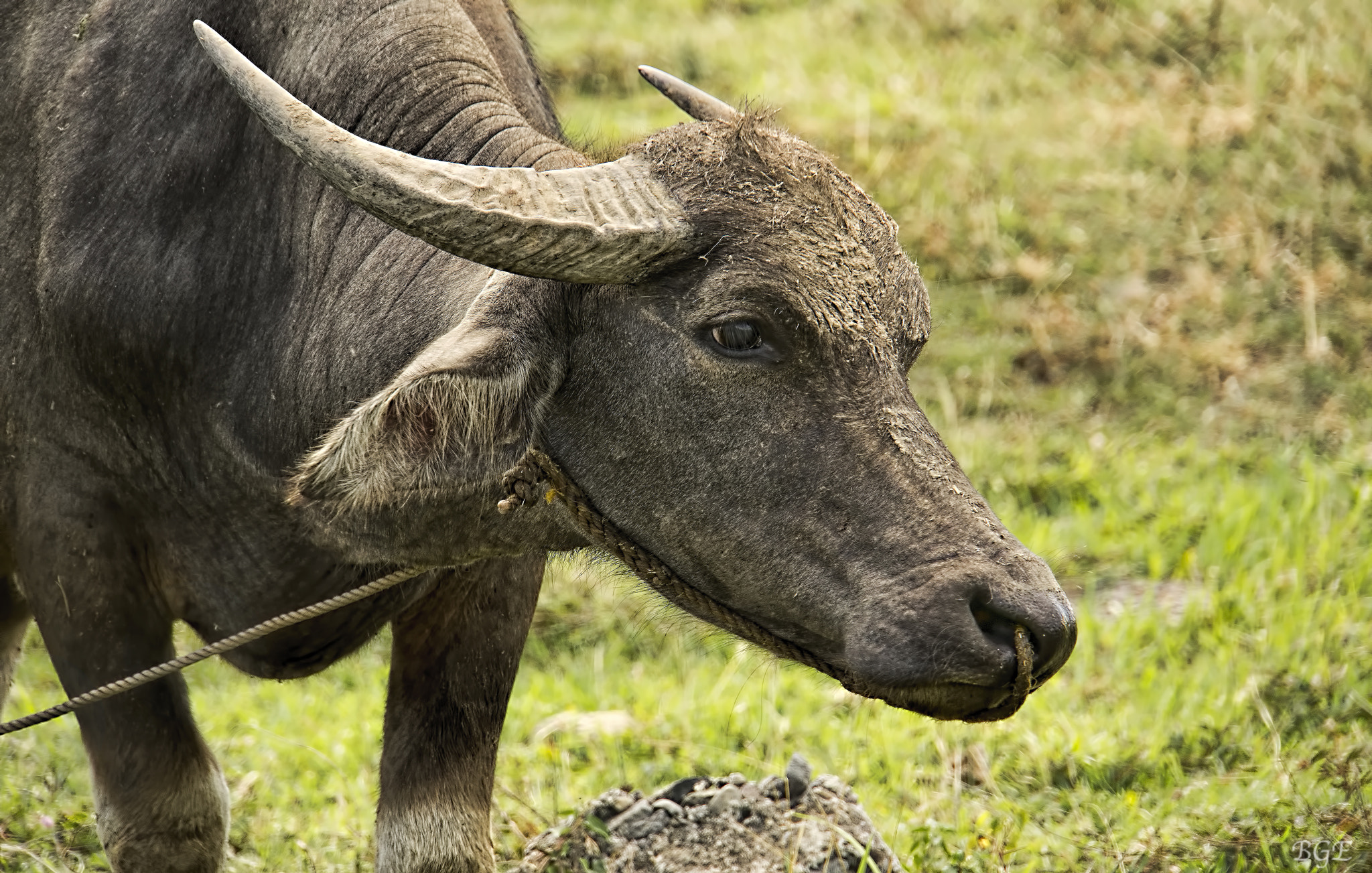 Carabao by Brian - Photo 110470145 / 500px