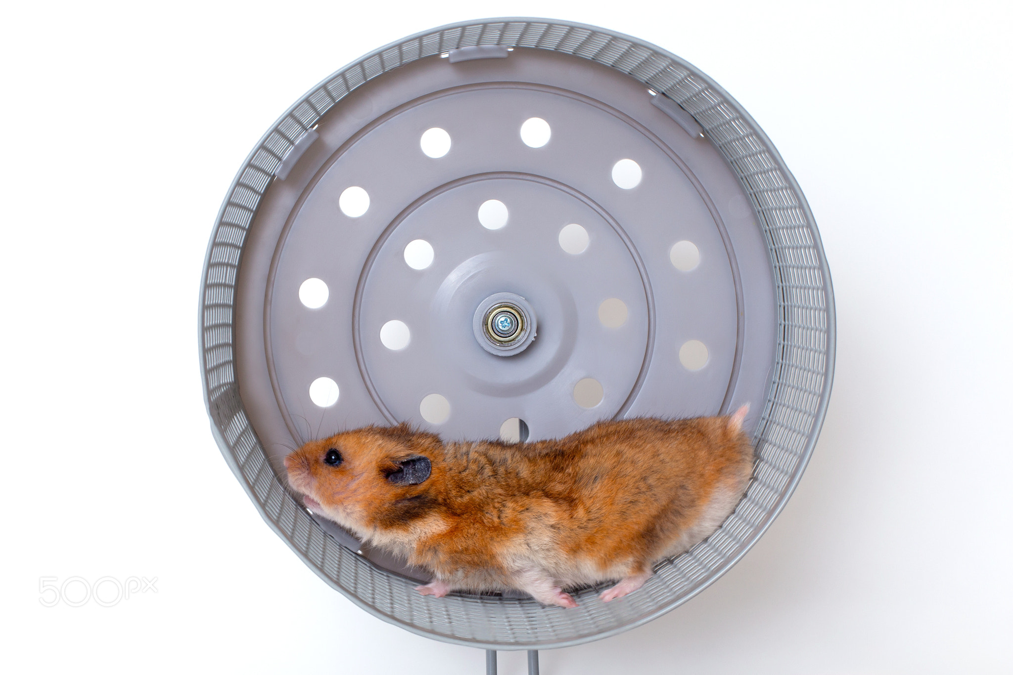 Energetic hamster running in wheel for fitness and playful activity