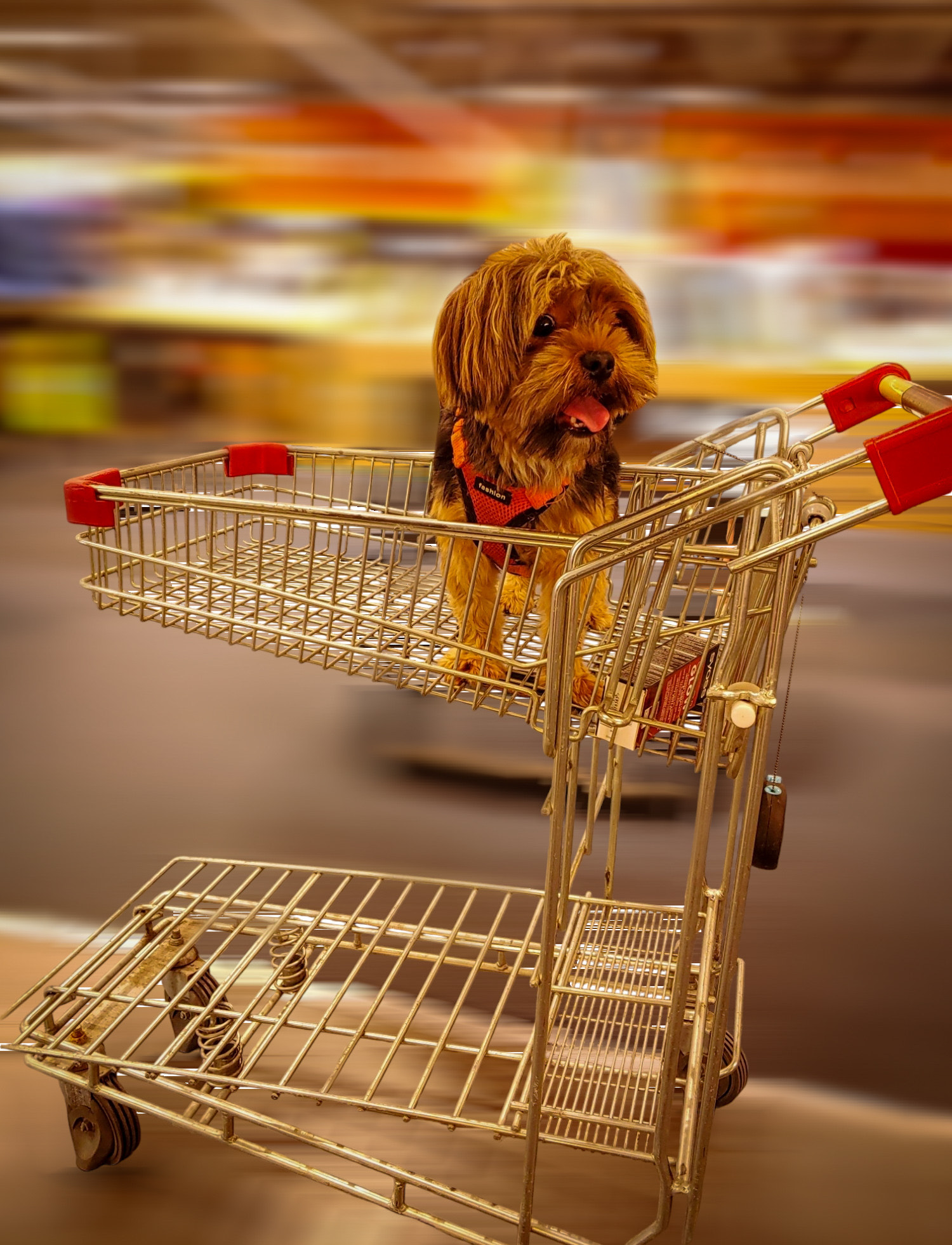 Shopping cart with a dog
