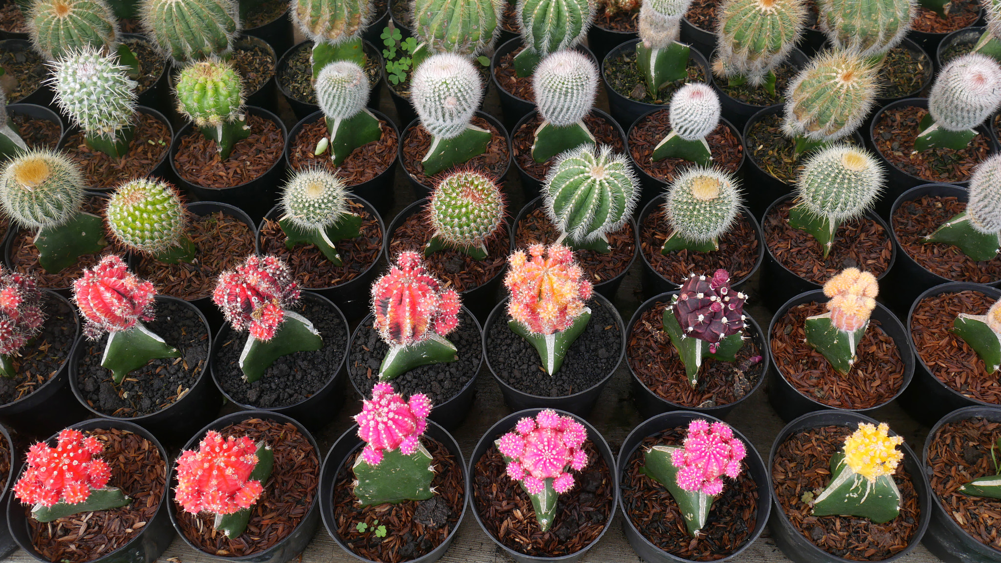 Full Frame Beauty of Ornamental mini Cactus or Cacti in Black Pots