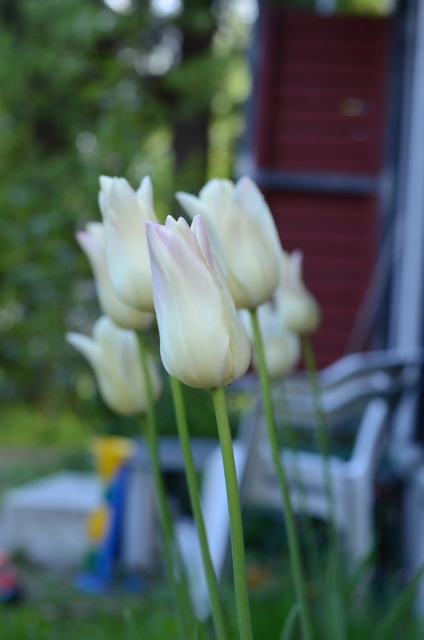 Tulips