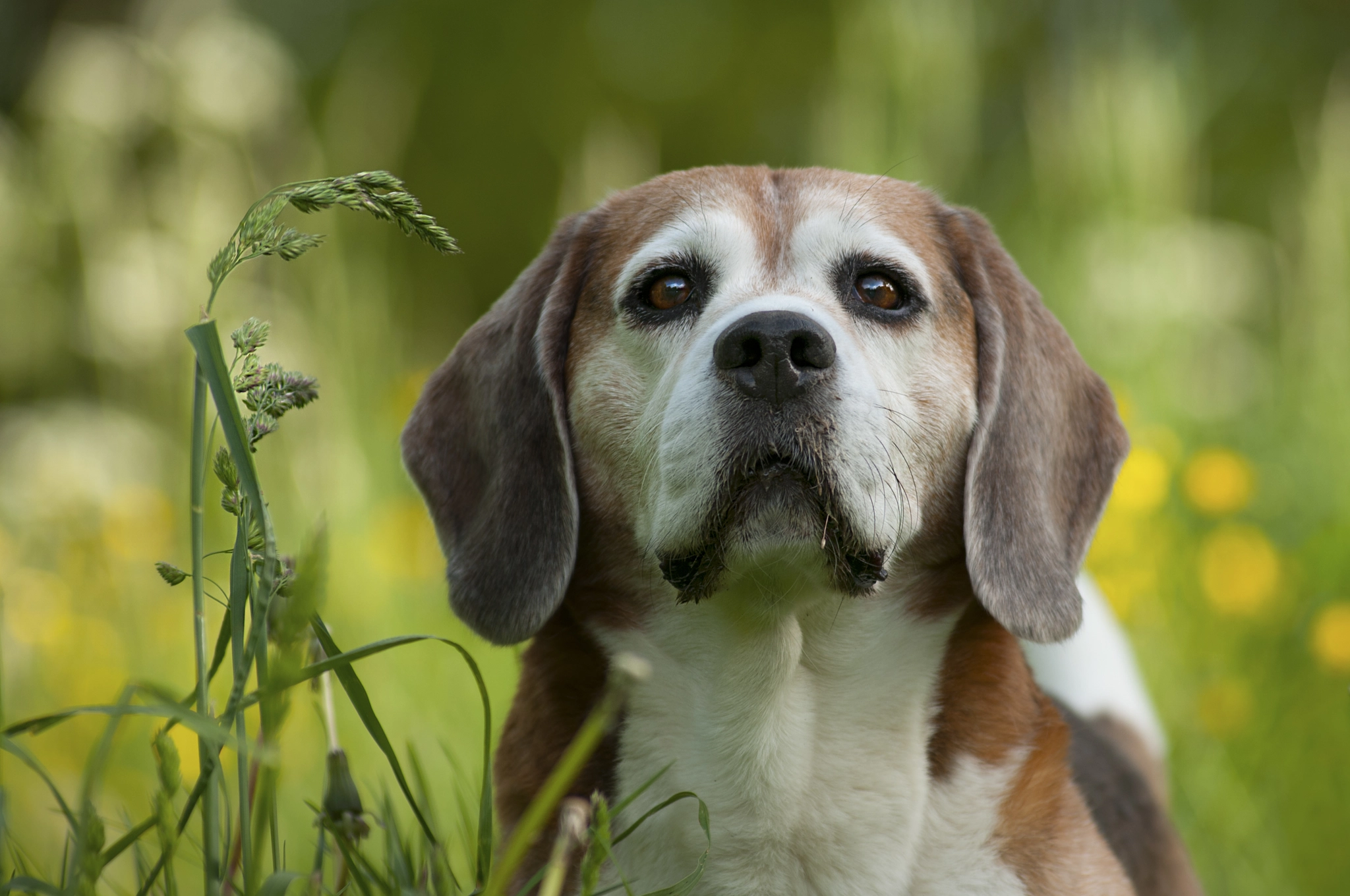 Beagle by EyesOnPat Photography - Photo 110533321 / 500px