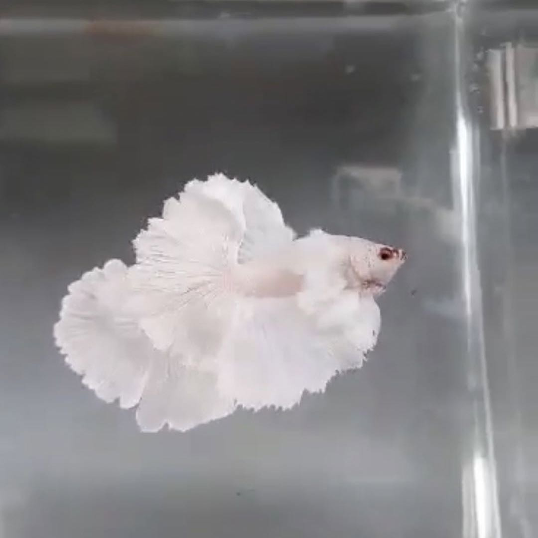 Beautiful of rosetail dumbo ear white platinum