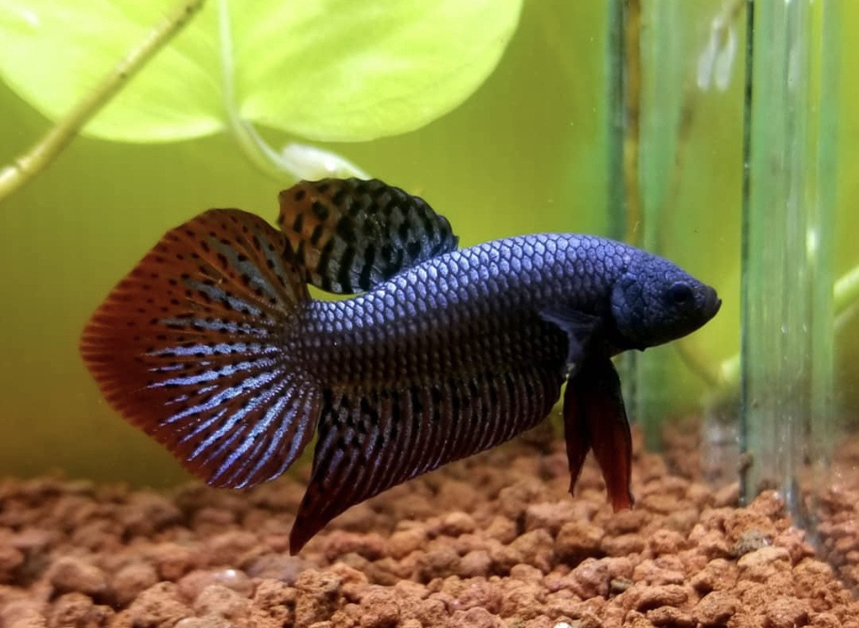 v2?sig=676d305a0ac0ae07c6f56cea36f6aecd18fe41cbbece45199b32c8aee39ddbb9