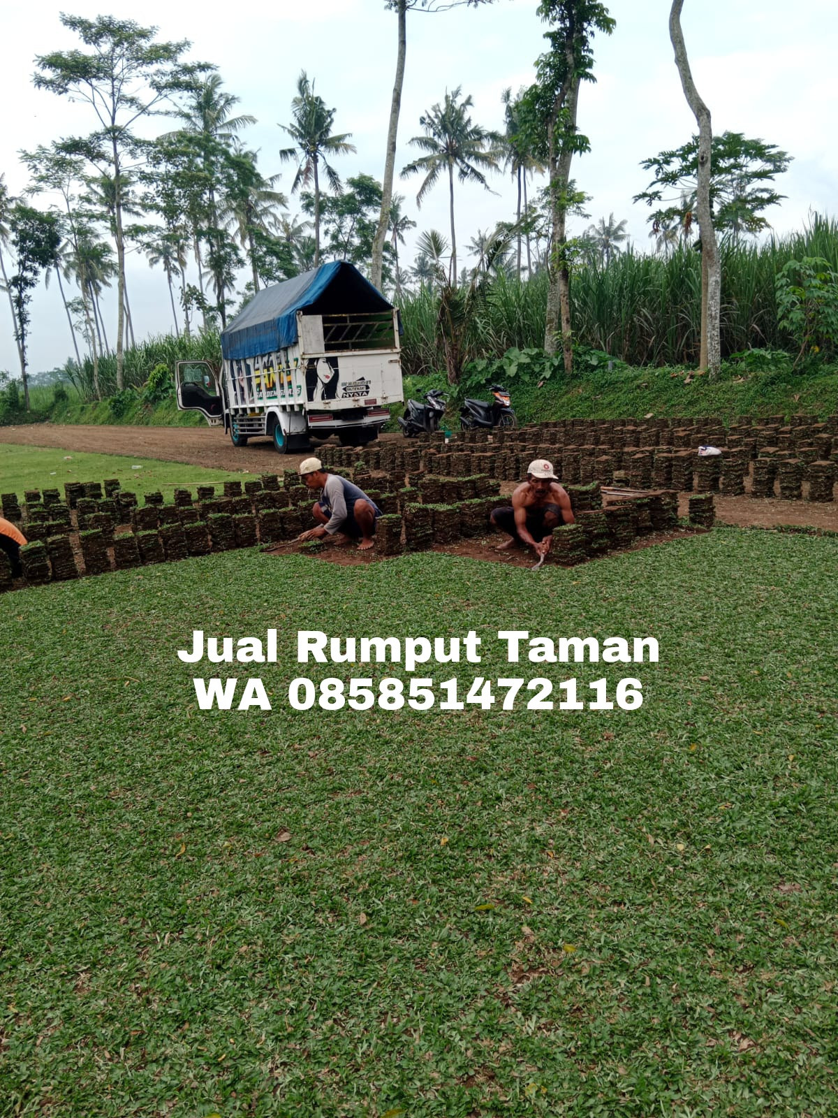 Harga Rumput Gajah Mini Surabaya 085851472116