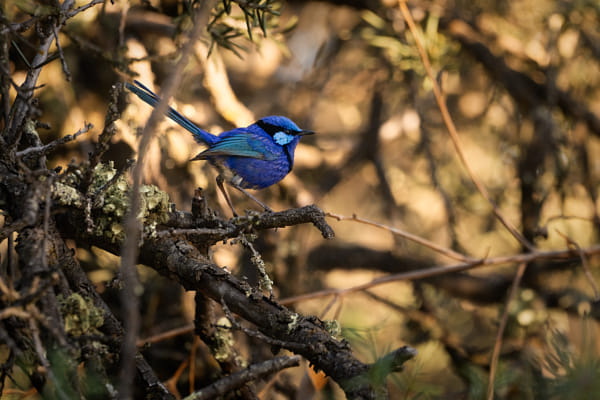 Djer-djer by Paul Amyes on 500px.com