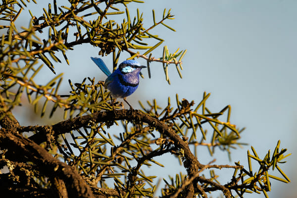 Djer-djer by Paul Amyes on 500px.com