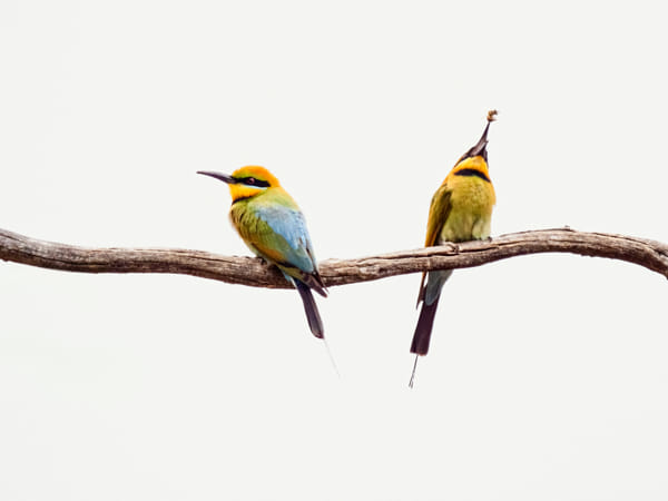 Birin-birin by Paul Amyes on 500px.com