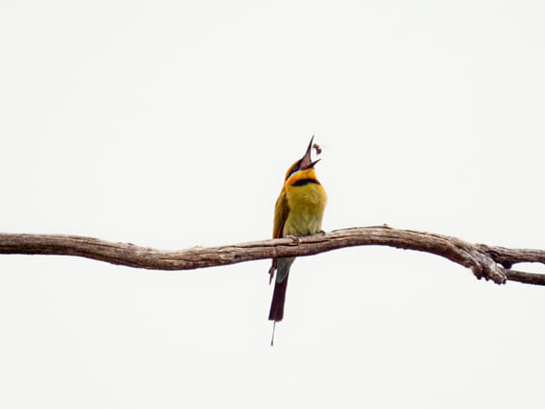 Birin-birin by Paul Amyes on 500px.com