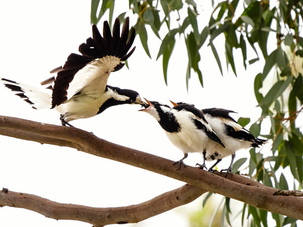 Diliboort by Paul Amyes on 500px.com