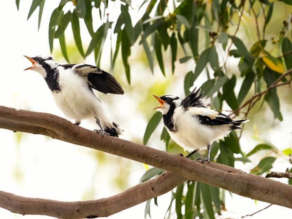 Diliboort by Paul Amyes on 500px.com
