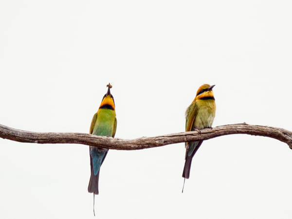 Birin-birin by Paul Amyes on 500px.com