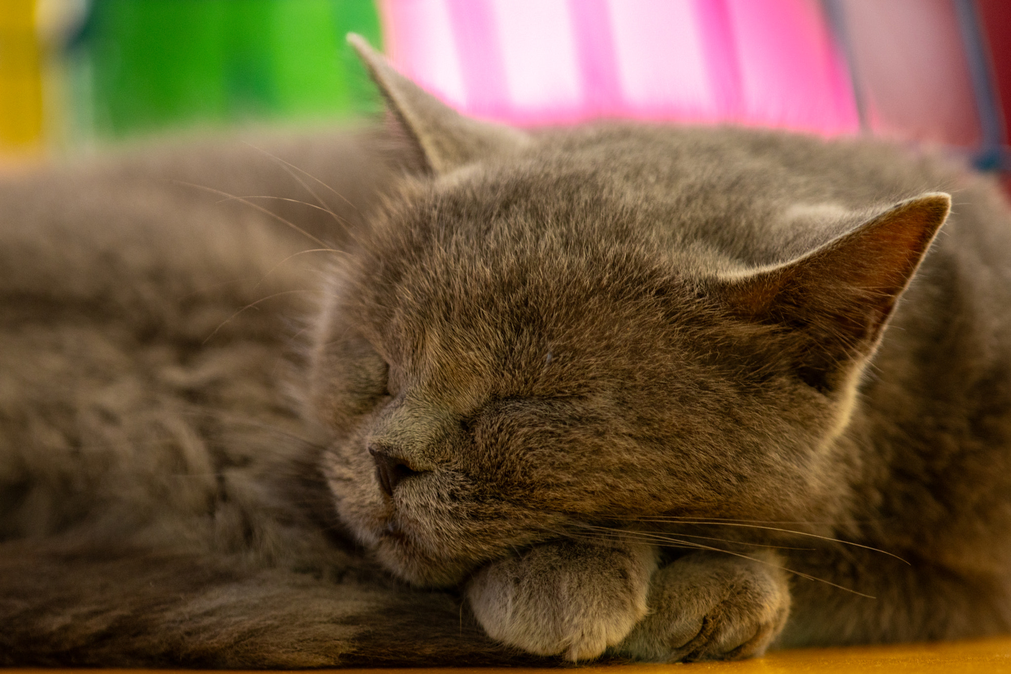 Gato durmiendo plácidamente / Cat sleeping peacefully