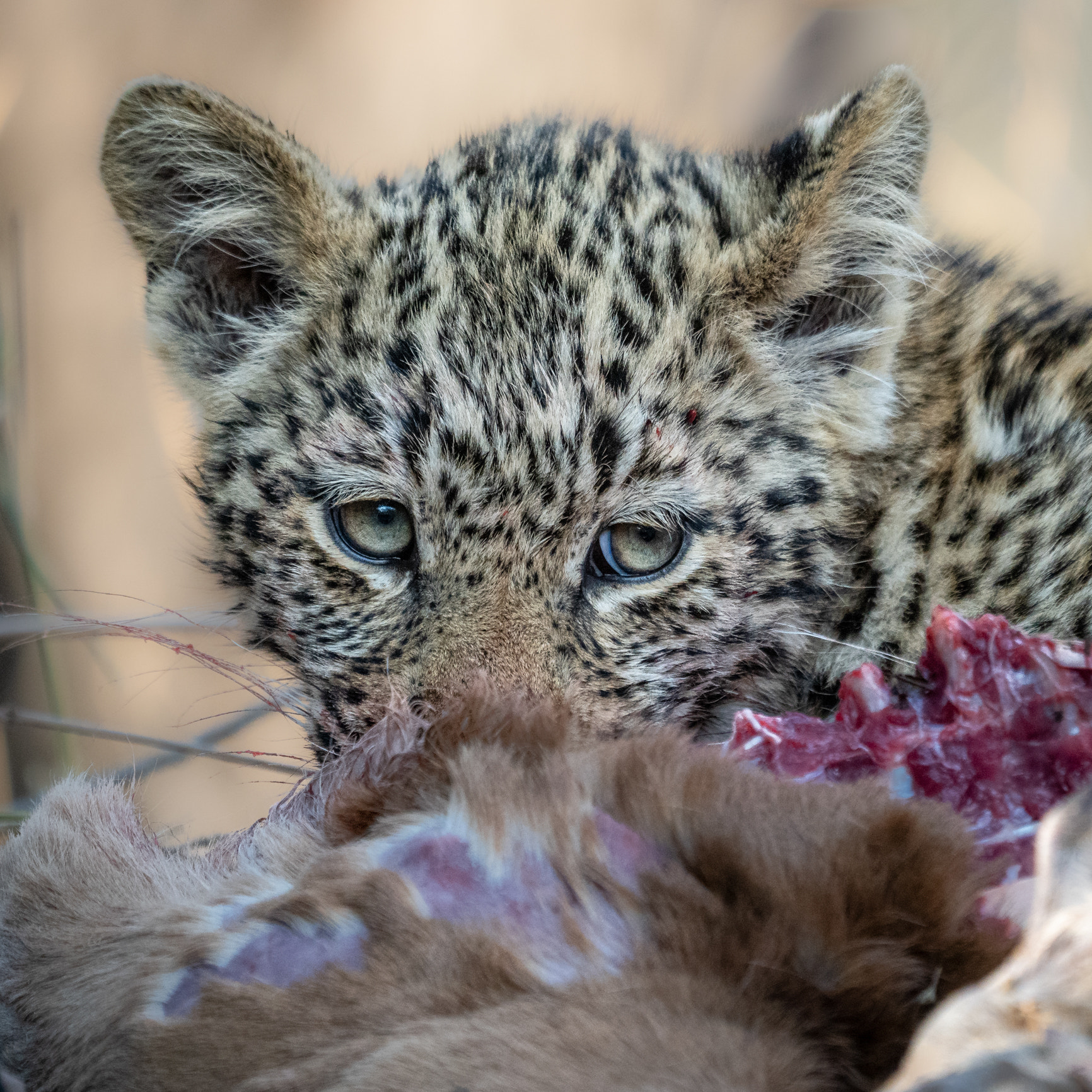 Close-up portrait of a leopard cub with kill