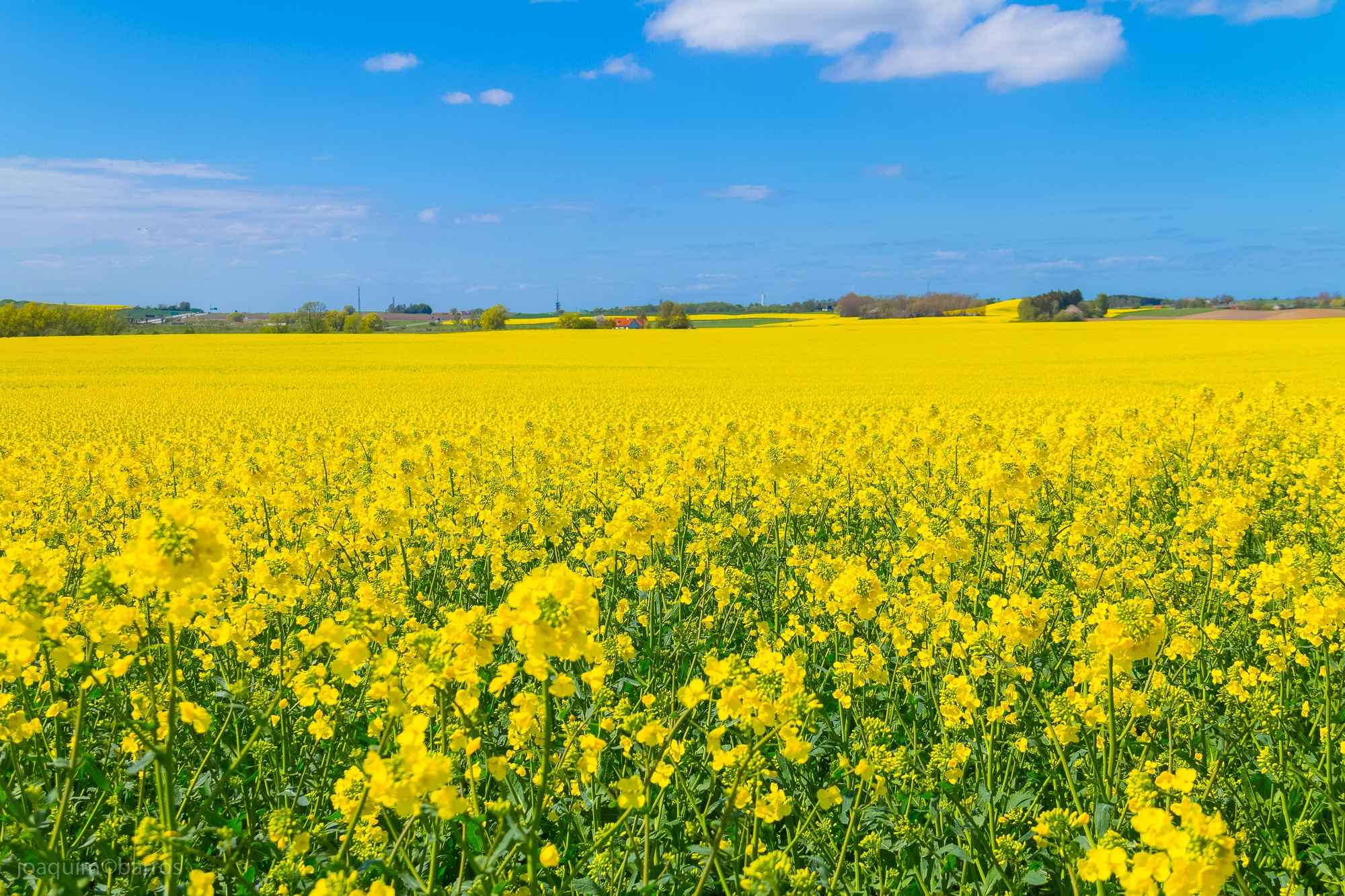 sea of yellow