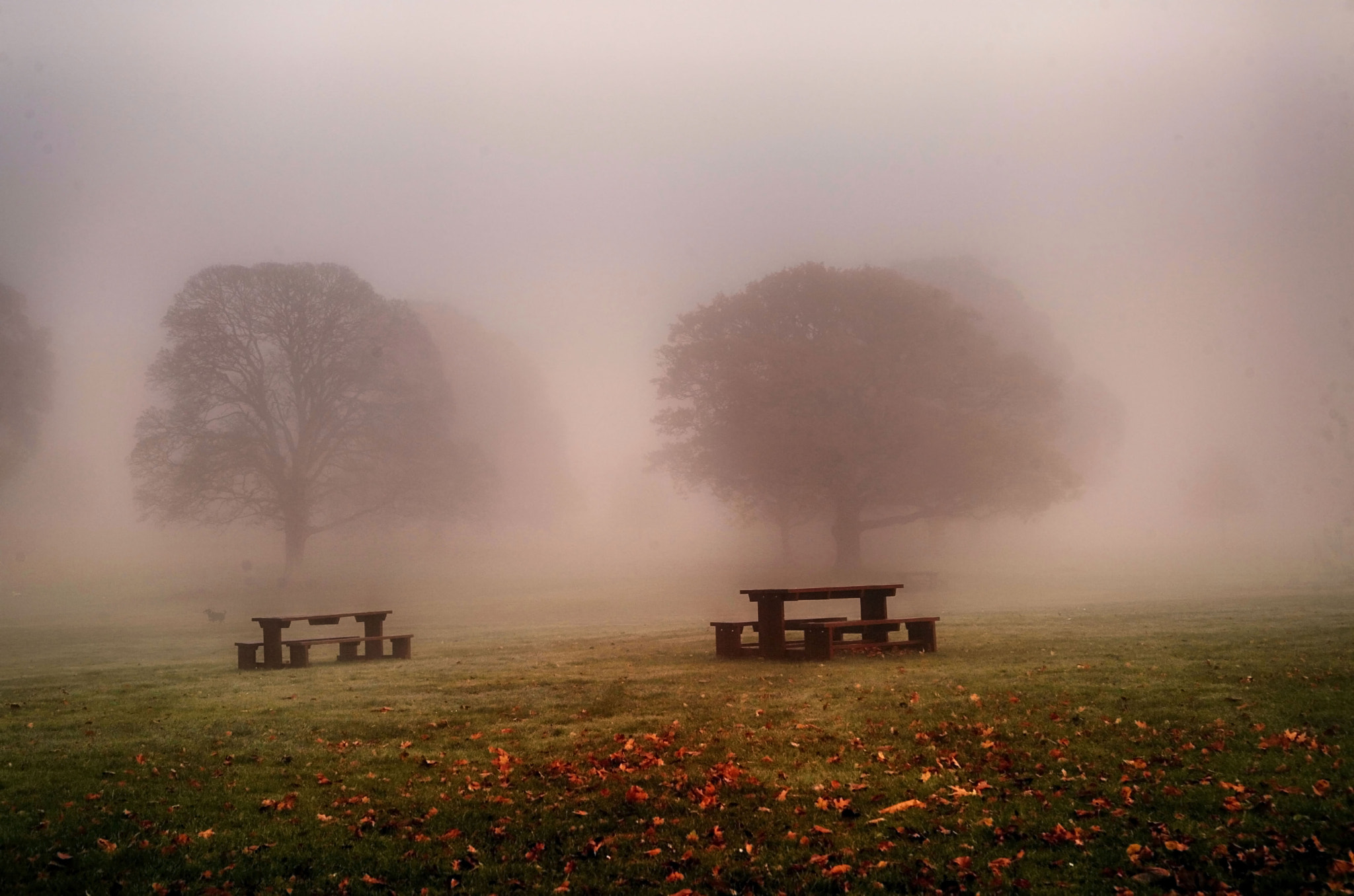 LOST IN THE PARK by Hilda Murray | 500px