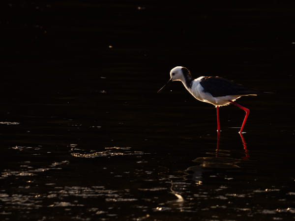 Djandjarak by Paul Amyes on 500px.com