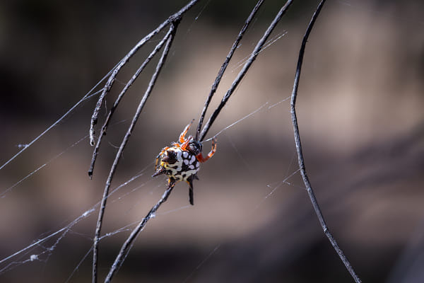 Christmas Spider by Paul Amyes on 500px.com