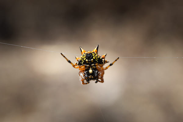 Christmas Spider by Paul Amyes on 500px.com