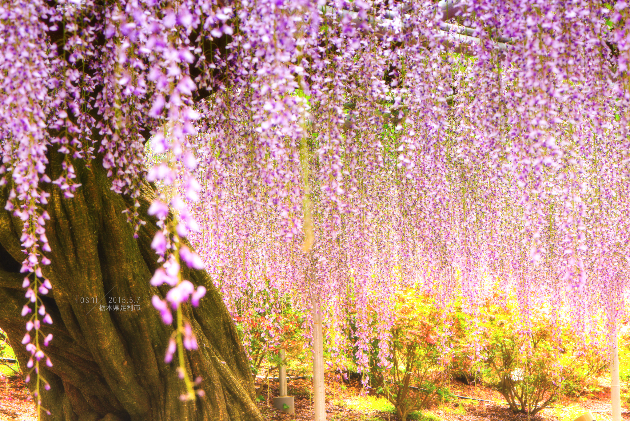 Chinese Wisteria