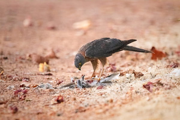 Djili-djili by Paul Amyes on 500px.com